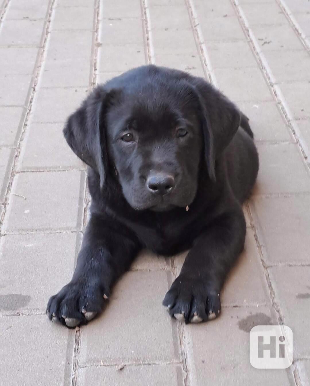Štěňátka labradora s PP - foto 1