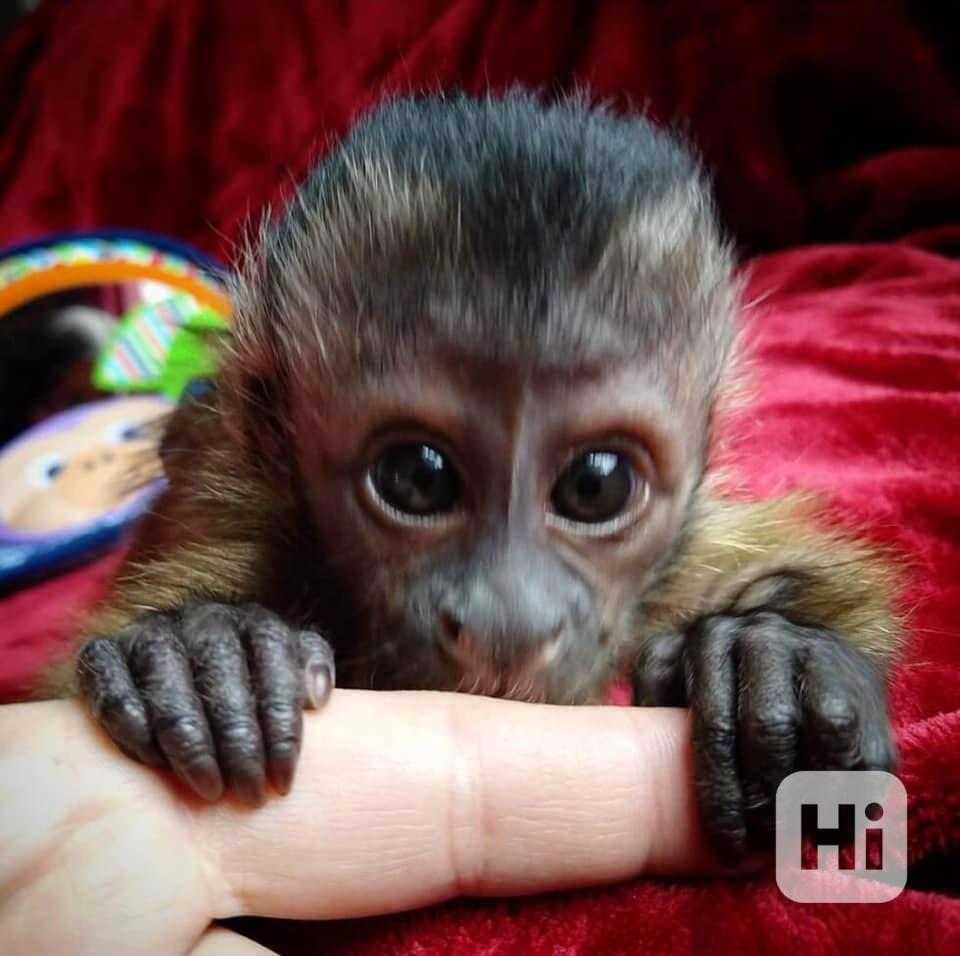 zdarma kapucínská opice k adopci    - foto 1