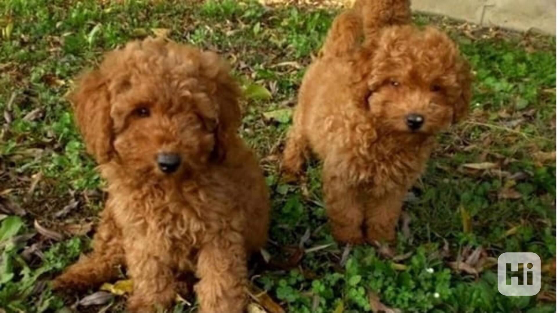 Dárek zdarma krásná štěňátka pudl k adopci zdarma  - foto 1
