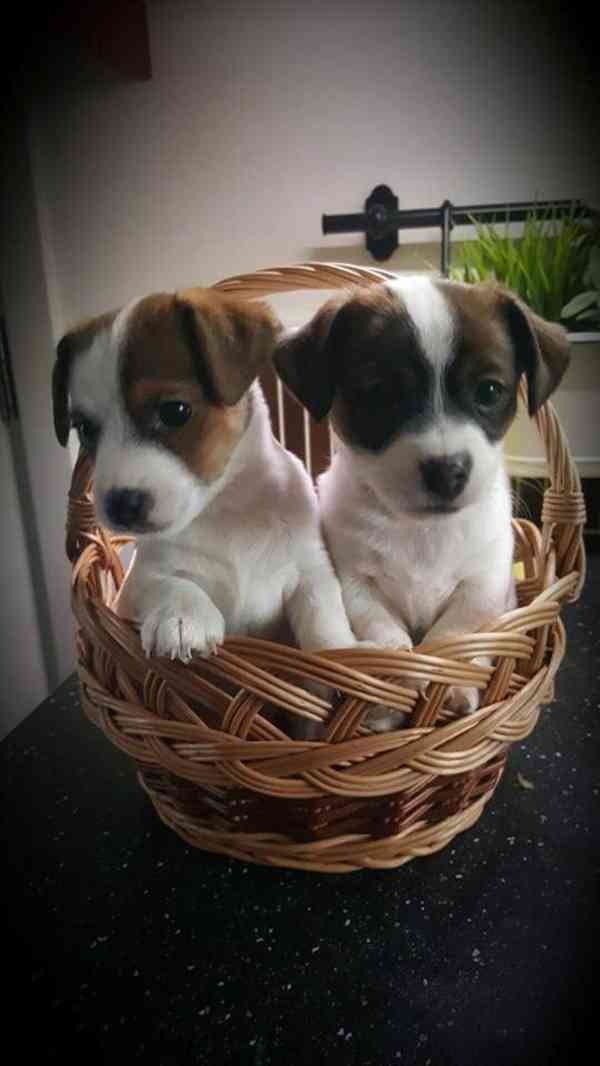 štěňata jack russell teriéra - foto 1