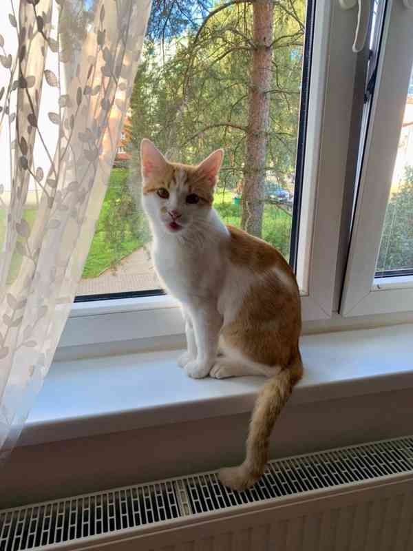 Piškotek  - foto 3