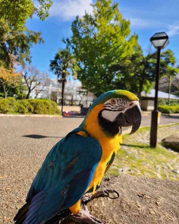 Modrý a zlatý papoušci papoušci ara a samice Dostupné na pro - foto 1
