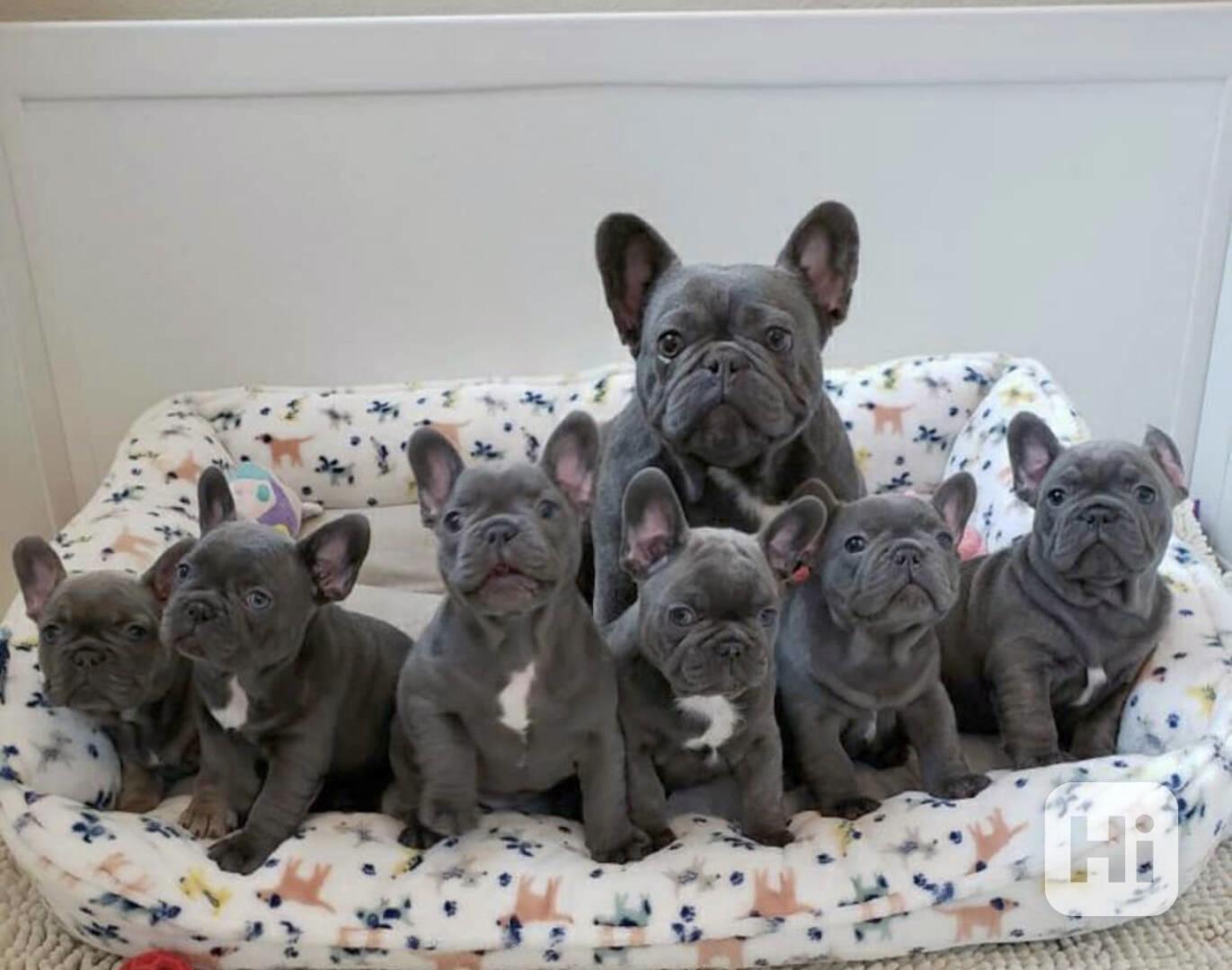 Healthy Blue French Bulldog Puppies Available - foto 1