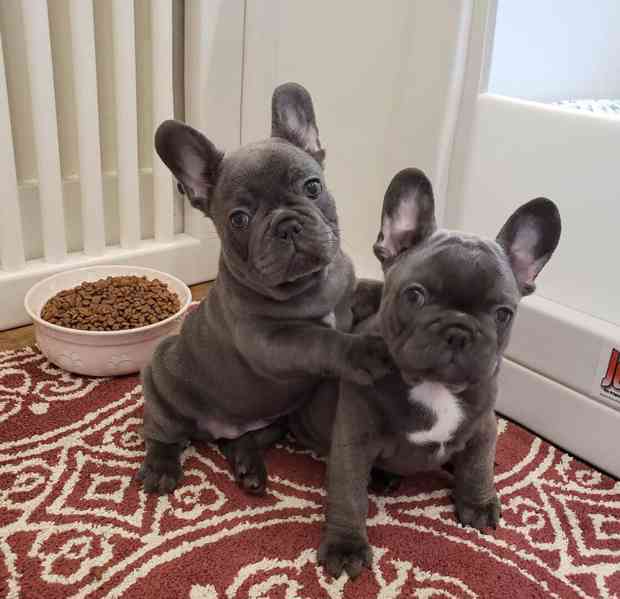 Healthy Blue French Bulldog Puppies Available - foto 2