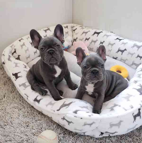 Healthy Blue French Bulldog Puppies Available - foto 3