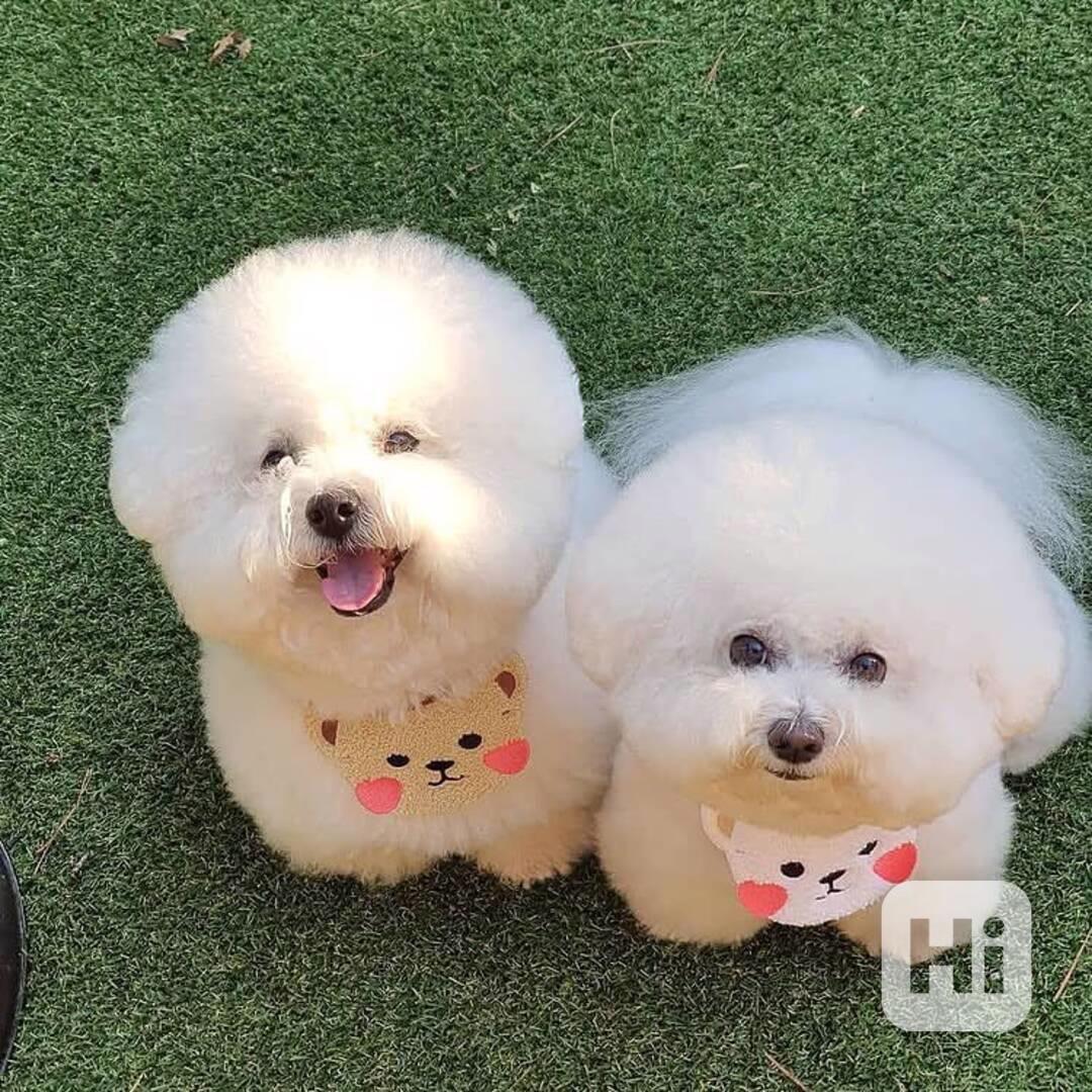 Tato okouzlující štěňátka bišonka frize  - foto 1