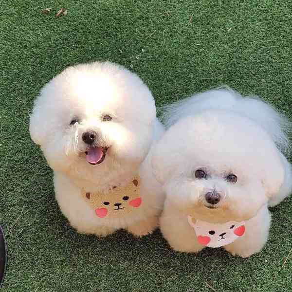 Tato okouzlující štěňátka bišonka frize  - foto 1