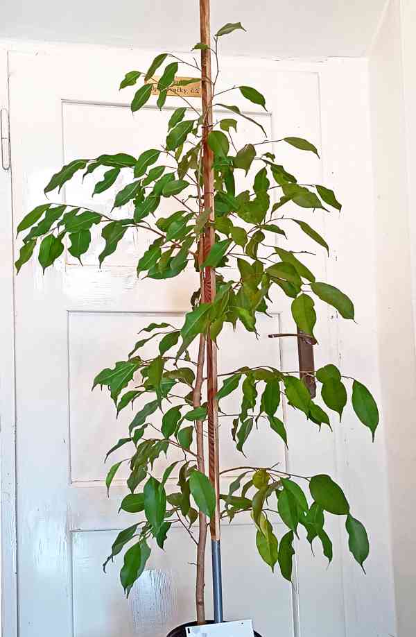Fíkovník drobnolistý 112 cm prodej - foto 1