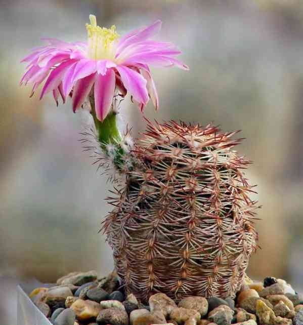 kaktus Echinocereus adustus SB 72 - foto 1