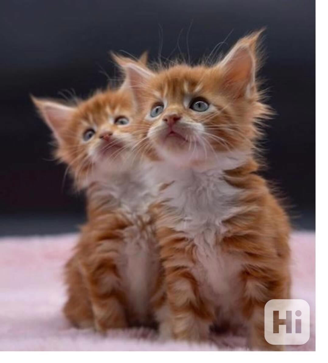 Koťátko Mainské mývalí  - foto 1