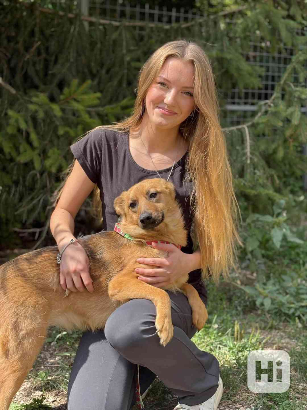 ABBYNKA - do 15 kg, kastrovaná fenečka 1 rok  - foto 1