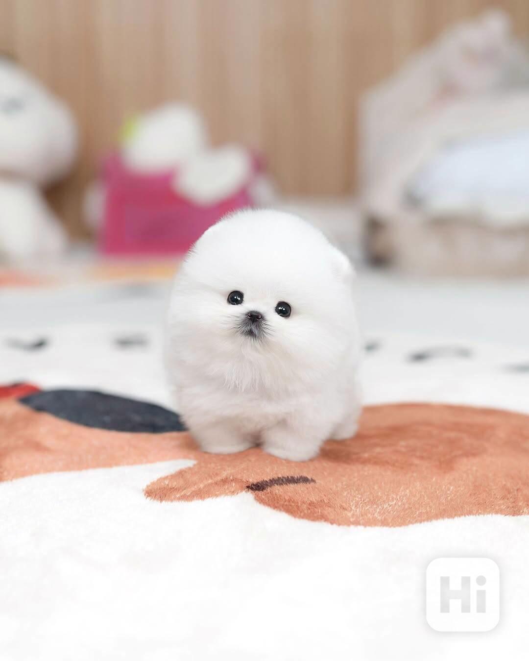 Nádherná štěňata mini pomeranianů – vychovaná s láskou - foto 1