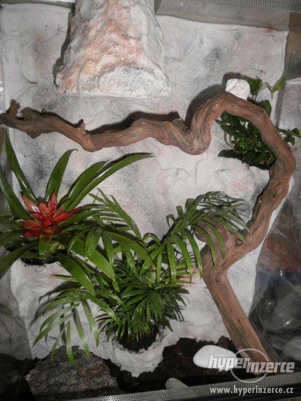 Terárium nové, kompletně vybavené s živými rostlinami - foto 1