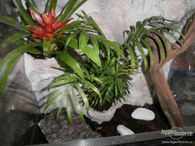 Terárium nové, kompletně vybavené s živými rostlinami - foto 3