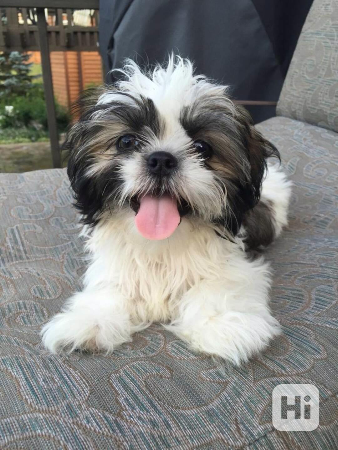 Rozkošná štěňata Shih Tzu - foto 1