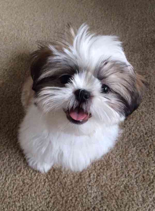 Rozkošná štěňata Shih Tzu - foto 2