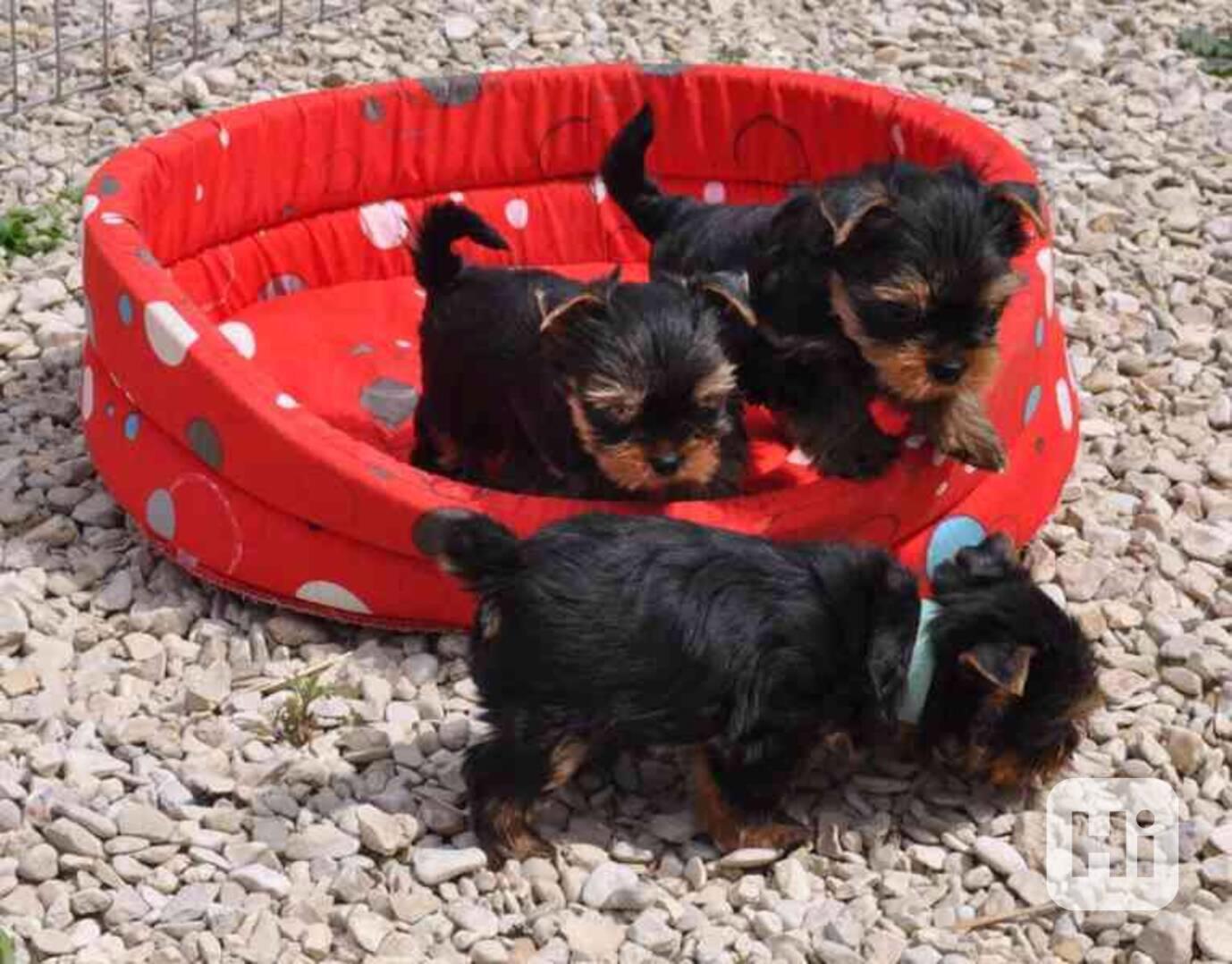 štěňata Yorkie k adopci zdarma - foto 1