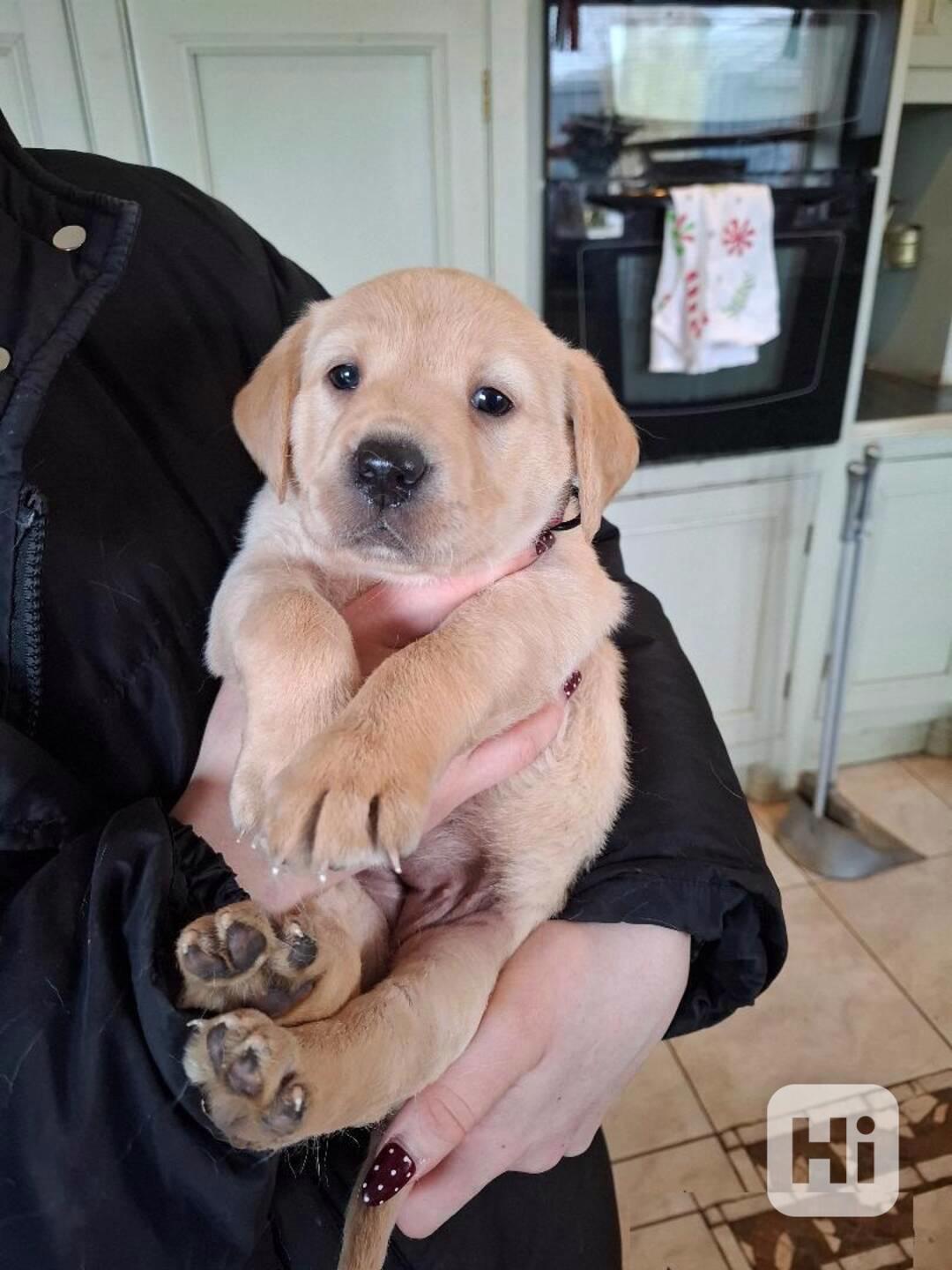Věrná, chytrá a krásná štěňata labradora - foto 1