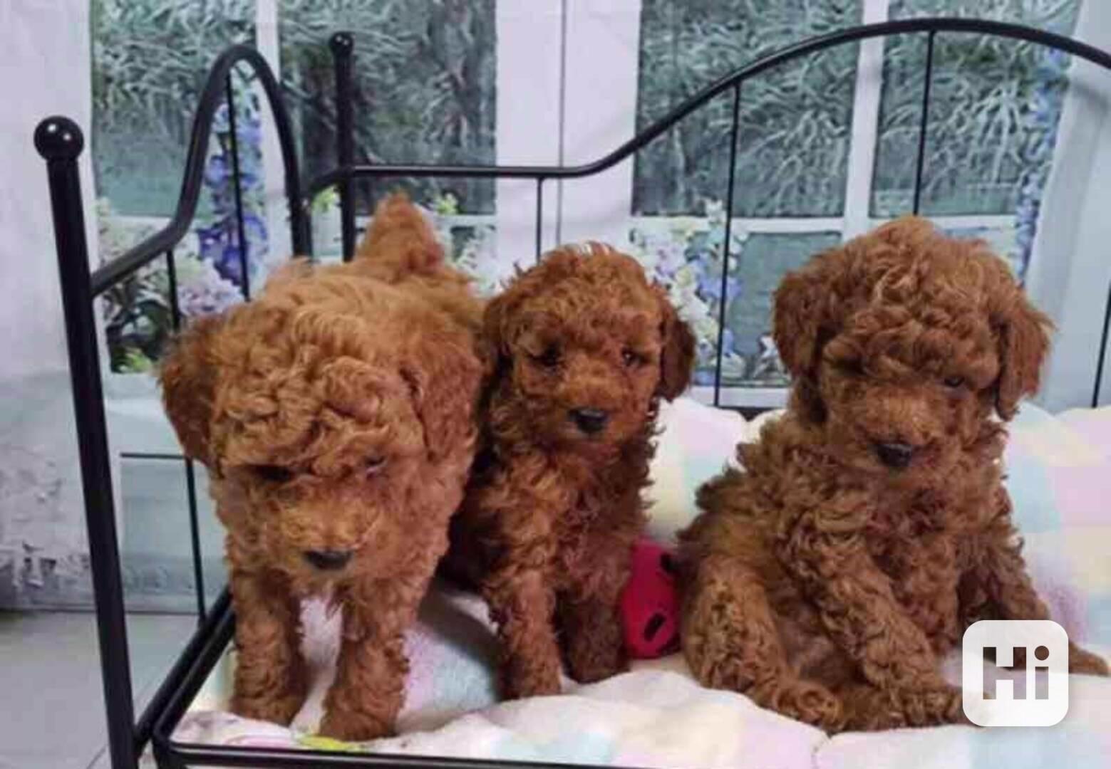 štěňátka pudl k adopci zdarma - foto 1