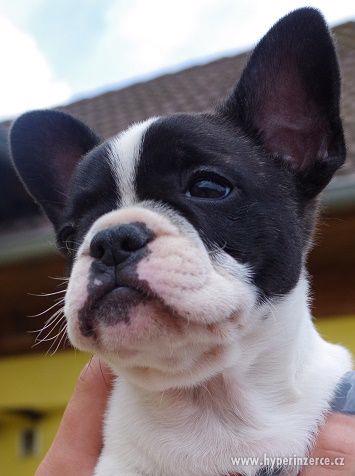 Francouzský buldoček strakoš - foto 1