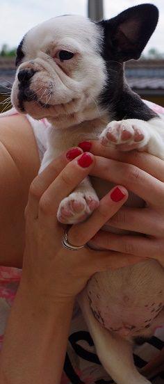 Francouzský buldoček strakoš - foto 2