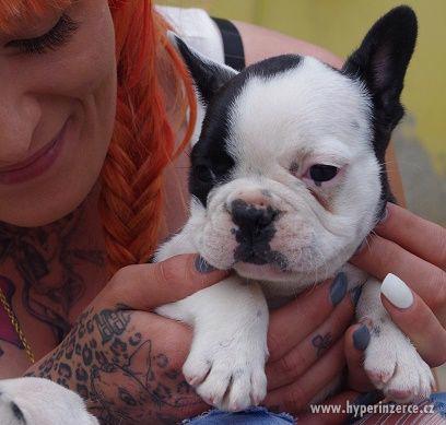 Francouzský buldoček strakoš - foto 3