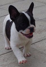 Francouzský buldoček strakoš - foto 4