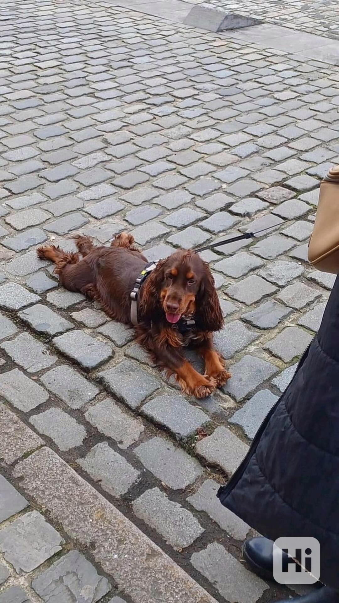 Krásné štěně kokršpaněla k dispozici - foto 1