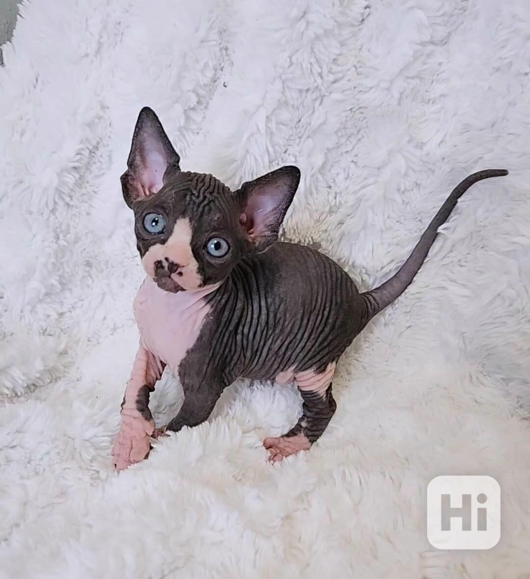 Koťata Sphynx, samec a samice - foto 1