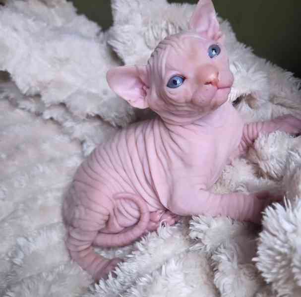Koťata Sphynx, samec a samice - foto 2