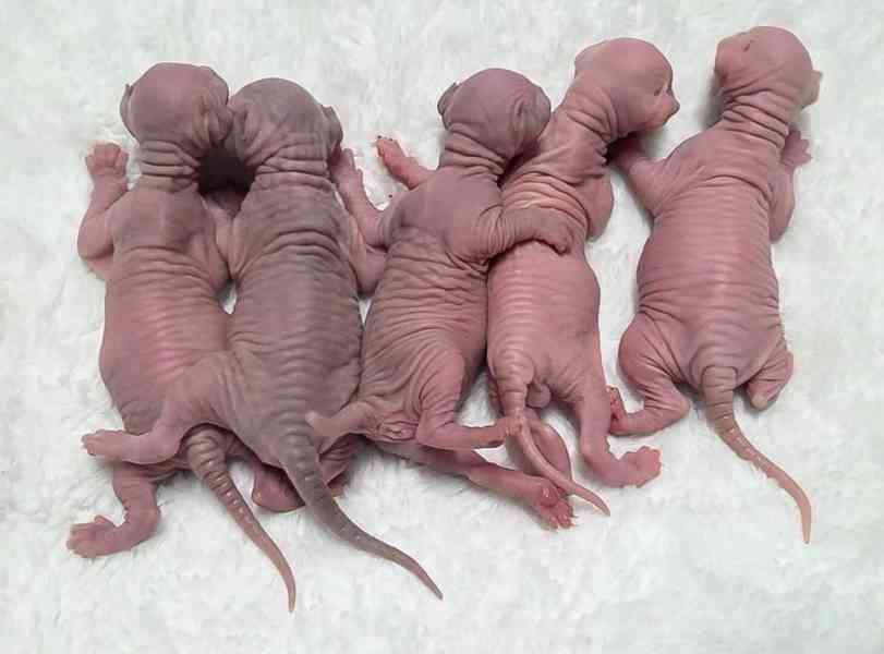 Koťata Sphynx, samec a samice - foto 3