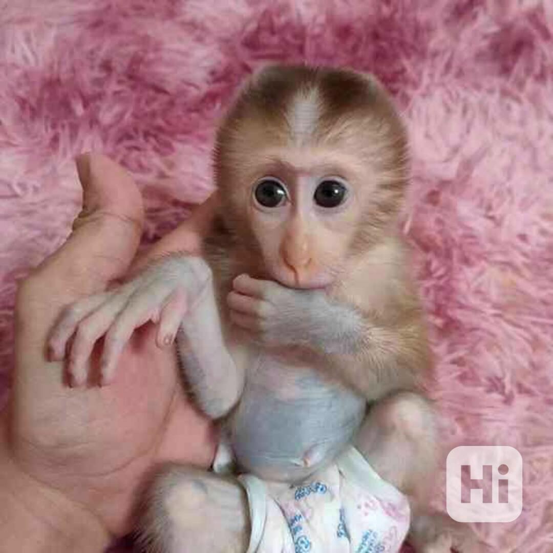 Přátelské kapucínské opice k adopci - foto 1