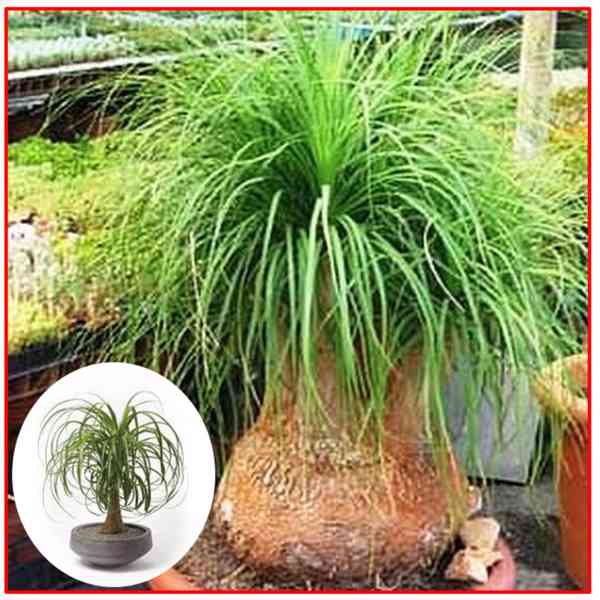 BEAUCARNEA GUATEMALENSIS - SAZENICE