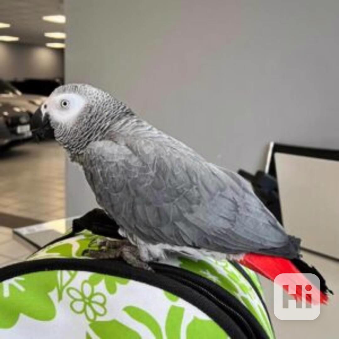 Afrikanische Graupapageien - foto 1