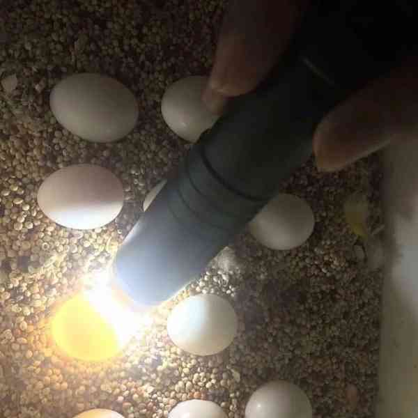 Papoušci a vejce na prodej - foto 2