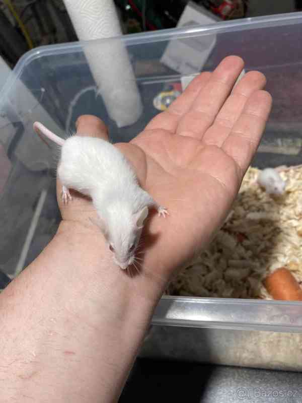 Prodám laboratorní myši - foto 4