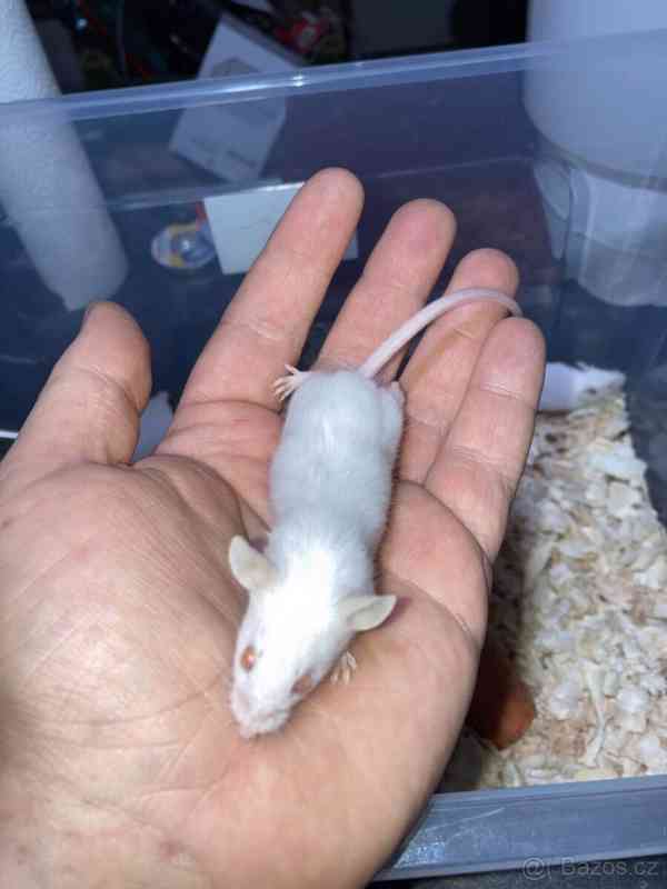 Prodám laboratorní myši - foto 3