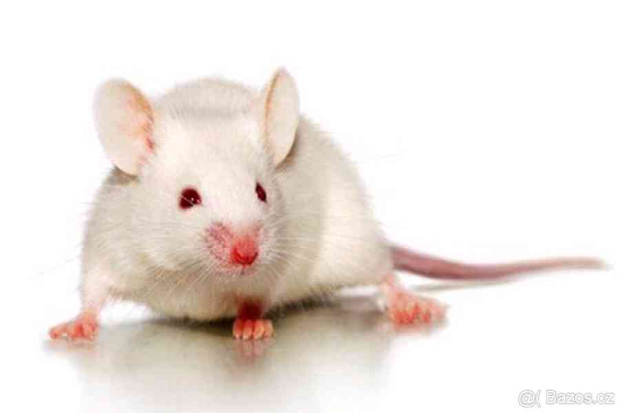 Prodám laboratorní myši - foto 1