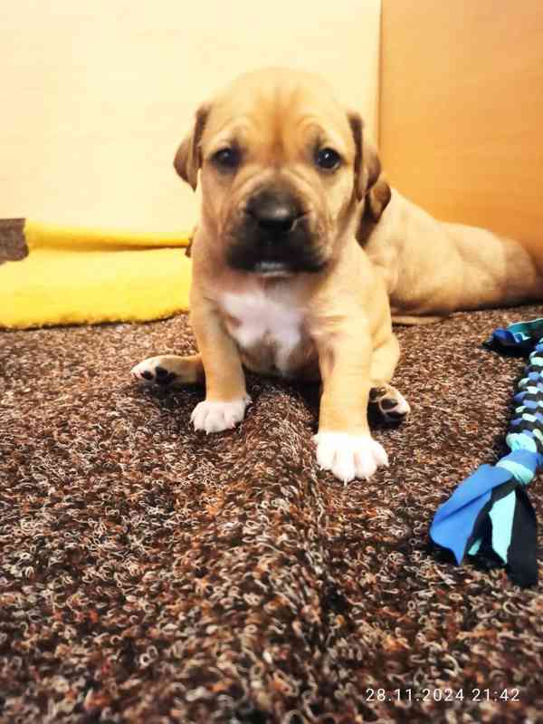 BOERBOEL - JIHOAFRICKÝ MASTIF - foto 6