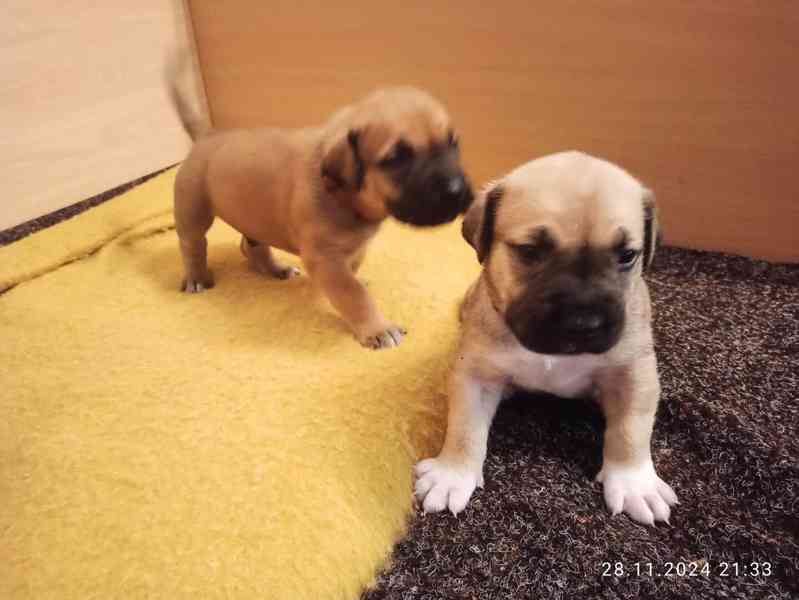 BOERBOEL - JIHOAFRICKÝ MASTIF - foto 9