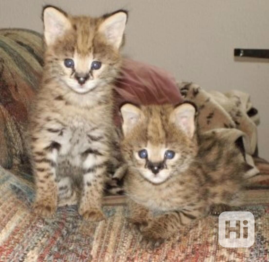 milující kocouři a fenky Serval Kittens na prodej TICA Překr - foto 1
