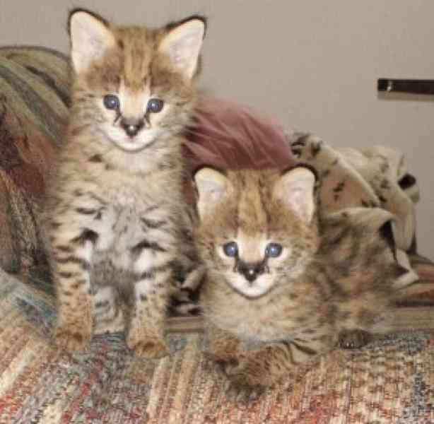 milující kocouři a fenky Serval Kittens na prodej TICA Překr - foto 1