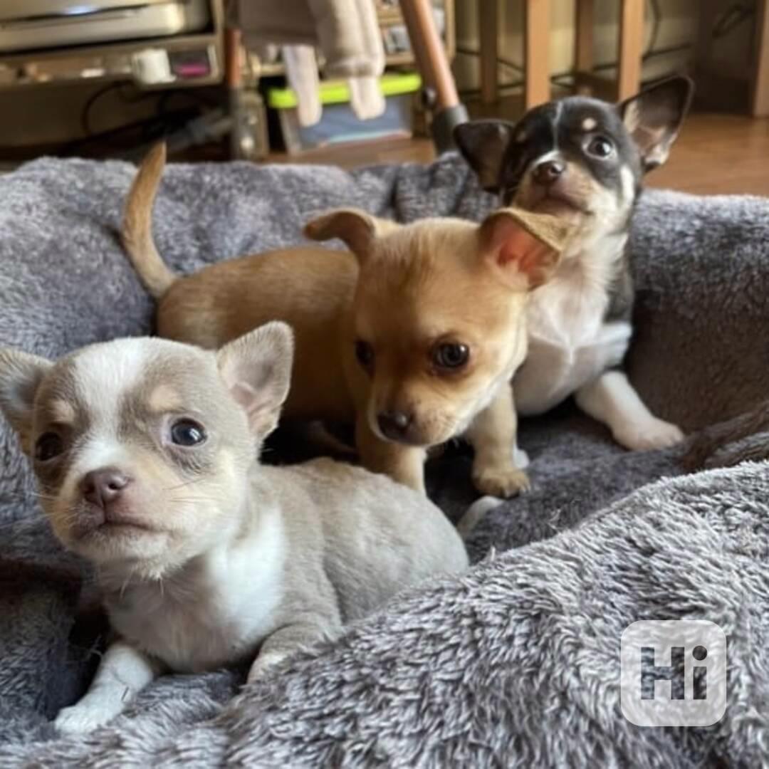 Tato krásná štěňátka čivav  - foto 1