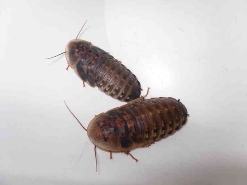 Švábi Blaptica dubia mix 3-4cm, 1ks /2,30kč - foto 3