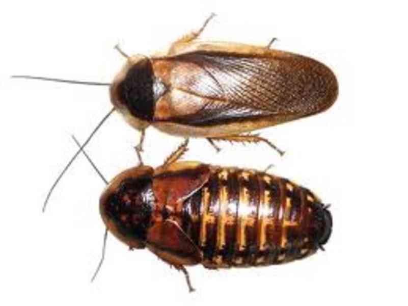 Švábi Blaptica dubia mix 3-4cm, 1ks /2,30kč - foto 2