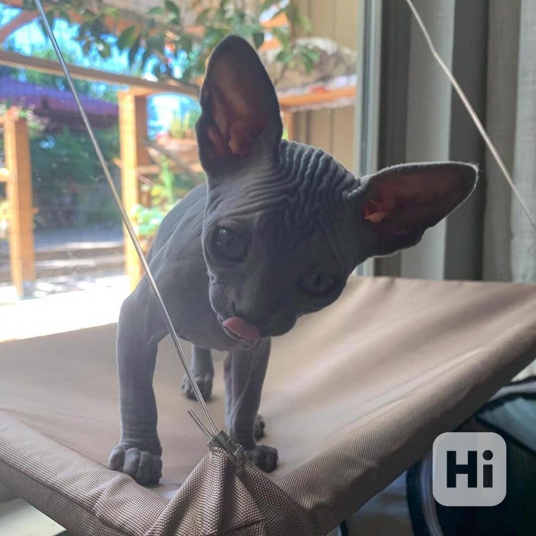 Zdarma Krásná kotátka Sphynx k dárku zdarma   - foto 1