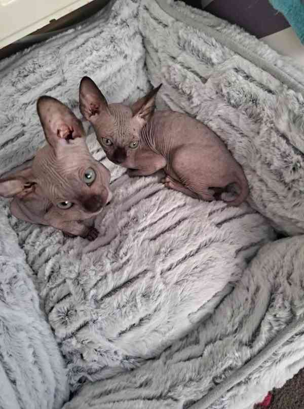 Zdarma Krásná kotátka Sphynx k dárku zdarma   - foto 2