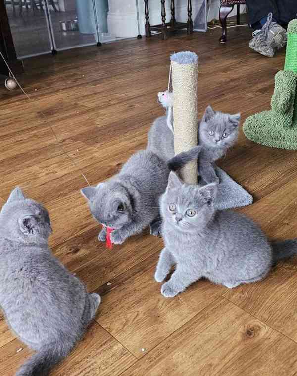 Očkovaná koťata ruské modré kočky k dispozici k adopci. - foto 2
