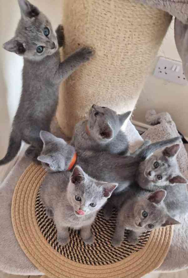 Očkovaná koťata ruské modré kočky k dispozici k adopci. - foto 1