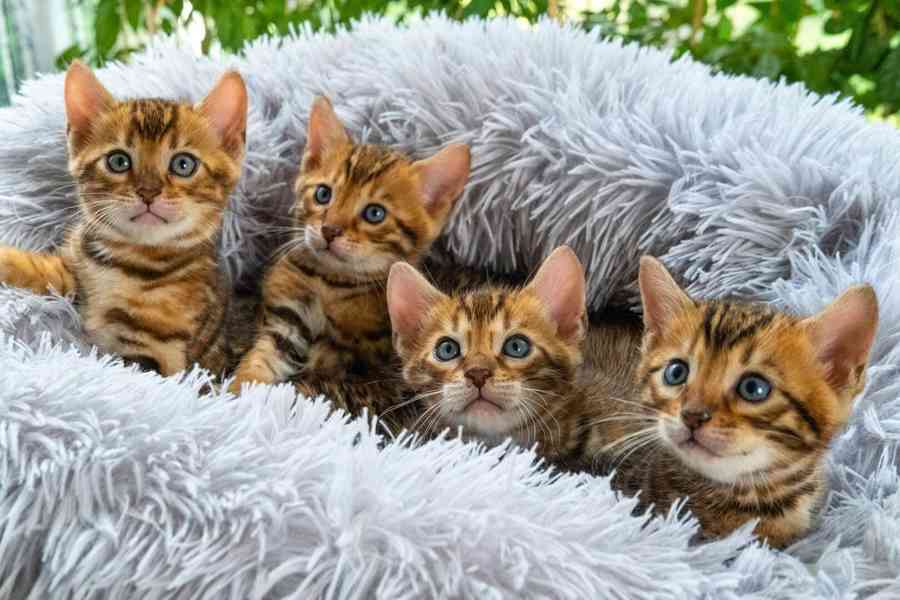 Inteligentní bengálská koťata k adopci - foto 1